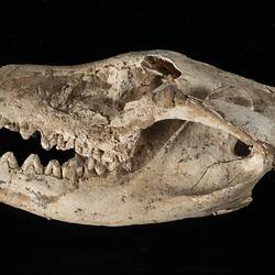 Weathered Thylacine skull fossil with jaws shut.