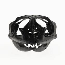 Black glossy lizard skull.