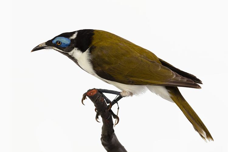 Mounted bird specimen with brown and white feathers and blue area near its eye.