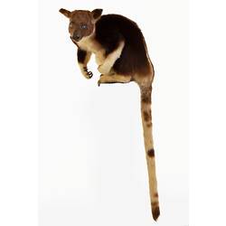 Mounted tree kangaroo specimen with brown and cream fur, with long tail hanging down.