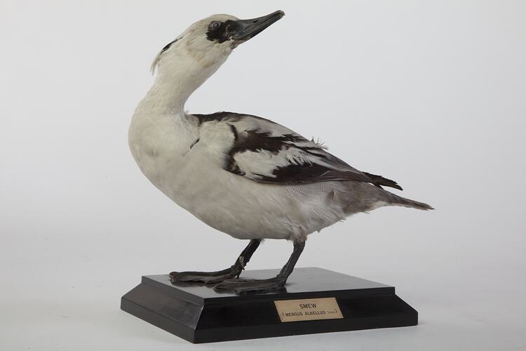 Side view of black and white bird mount, a smew.