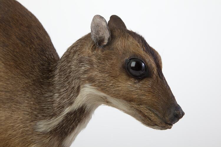 Detail of mounted deer specimen's head.
