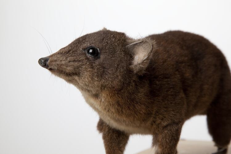 Taxidermied rat-kangaroo specimen .