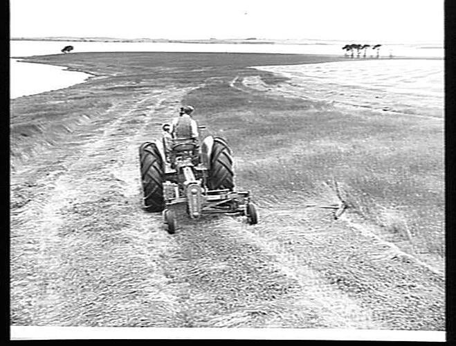 NO. 352. HARVESTING MEADOW HAY ON THE SHORES OF LAKE BURRUMBEET. A SUNSHINE POWER-DRIVE MOWER COUPLED TO SUNSHINE MASSEY HARRIS TRACTOR CUTTING A HEAVY CROP OF WIMMERA RYE GRASS ON MR. T. DOBSON'S FARM, BURRUMBEET, VIC. DECEMBER, 1949.