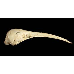 Echidna skull with very long slender snout.