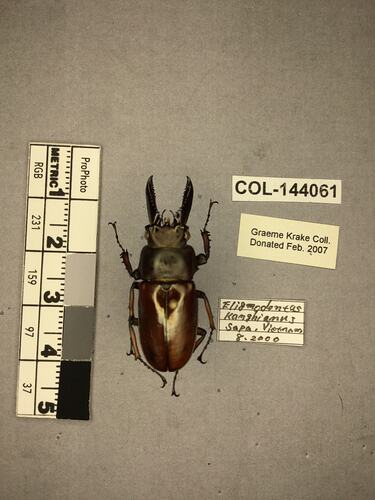 Shiny metallic brown beetle specimen with large mandibles, pinned next to text labels.