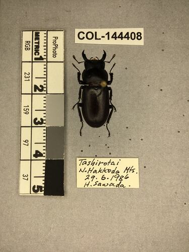 Shiny brown beetle specimen with large mandibles, pinned next to text labels.