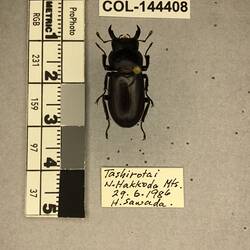 Shiny brown beetle specimen with large mandibles, pinned next to text labels.