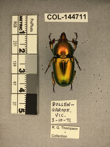 Shiny brown beetle specimen with large mandibles, pinned next to text labels.