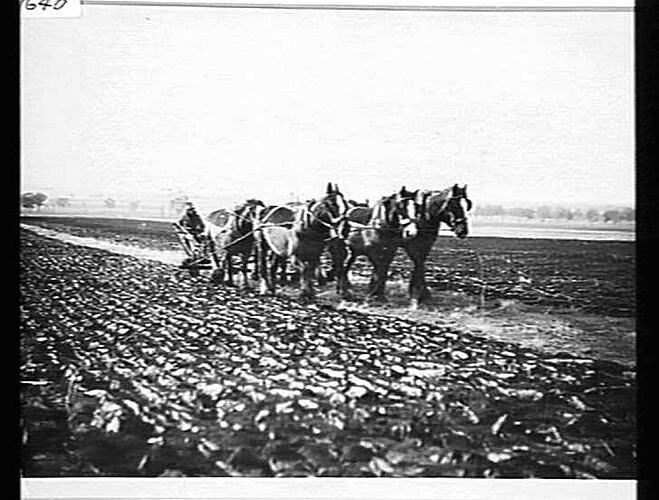 NOS 1, 2 & 3. TAKEN AT DOOKIE AGRICULTURAL COLLEGE. GOLDEN CITY PLOW. AUG 1925 (TAKEN BY MR. GILLESPIE).