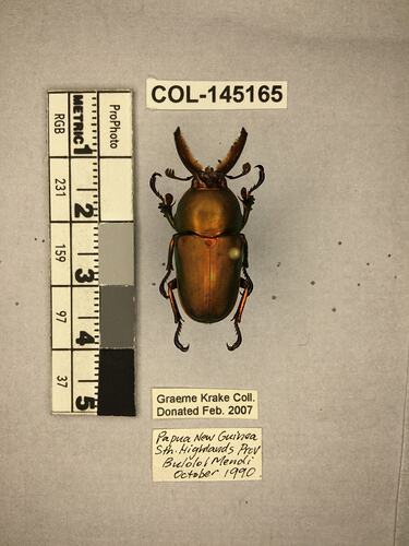 Dorsal view of pinned beetle specimen with labels.