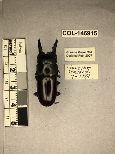 Shiny brown beetle specimen with large mandibles, pinned next to text labels.