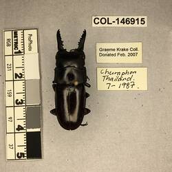 Shiny brown beetle specimen with large mandibles, pinned next to text labels.