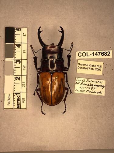 Shiny brown beetle specimen with large mandibles, pinned next to text labels.