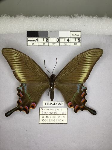 Pinned butterfly specimen beside label.
