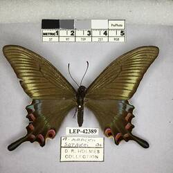 Pinned butterfly specimen beside label.