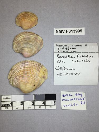 Dry Venus Clam shells beside labels.