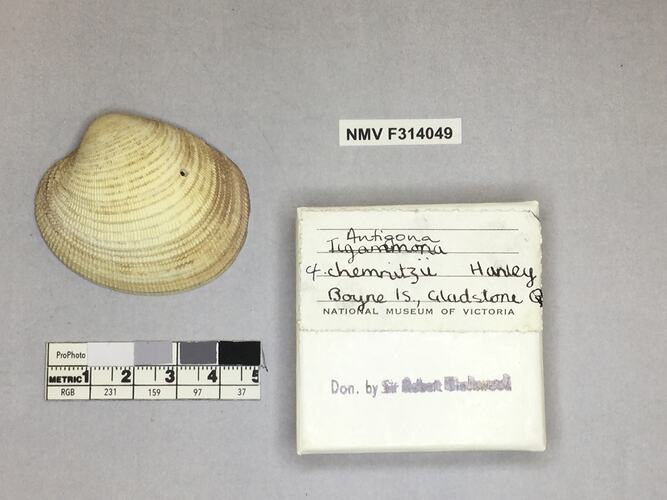 Dry Venus Clam shell beside labels.