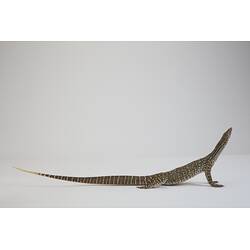 <em>Varanus gouldii</em>, Sand Goanna. [D 73697]