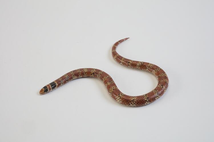 <em>Brachyurophis australis</em>, Coral Snake, model. [D 74565]