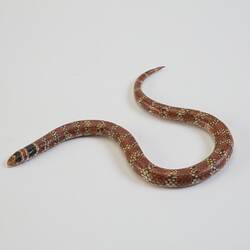 Our Wondrous Planet, Our Wild Family: Model - Coral Snake, <em>Brachyurophis australis</em> (Krefft, 1864)