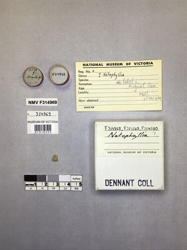 Dry stony coral specimen beside labels.