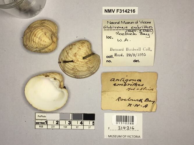 Dry Venus Clam shells beside labels.