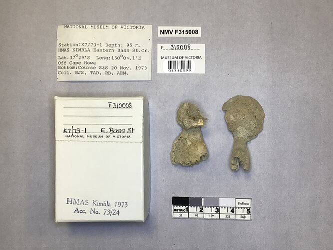 Dry stony coral specimens beside labels.