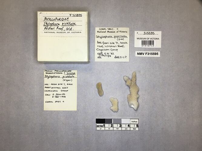 Dry stony coral specimen beside labels.