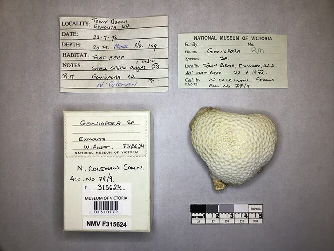 Dry stony coral specimen beside labels.