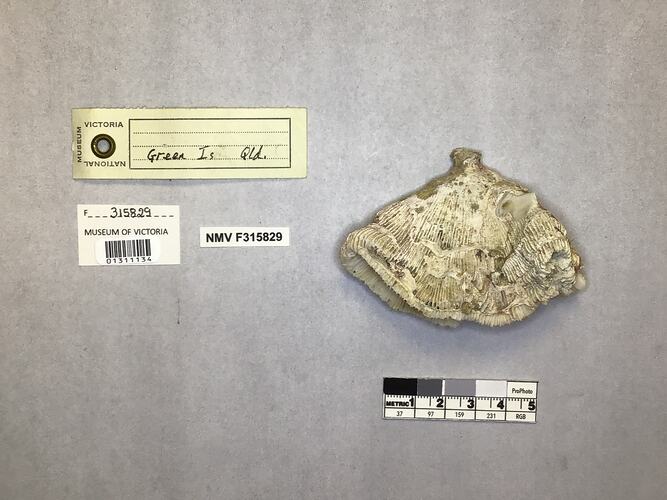 Dry stony coral specimen beside labels.
