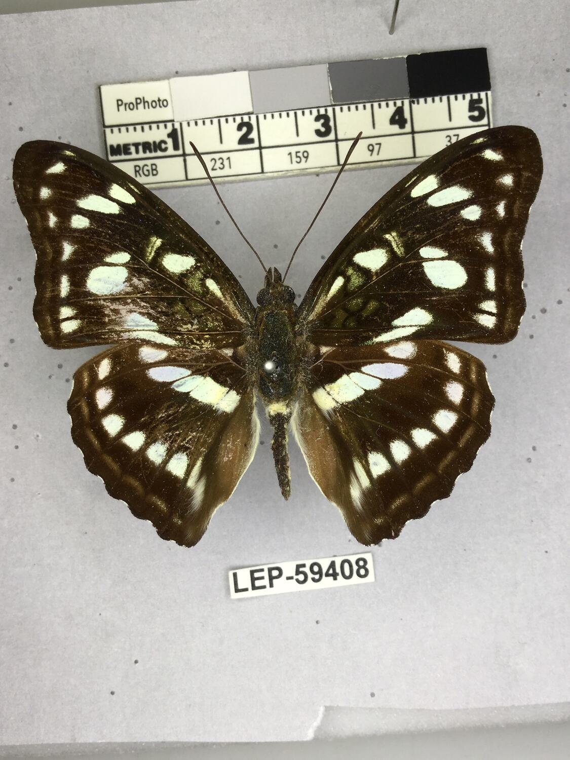 Parathyma ranga (Moore, 1857)
