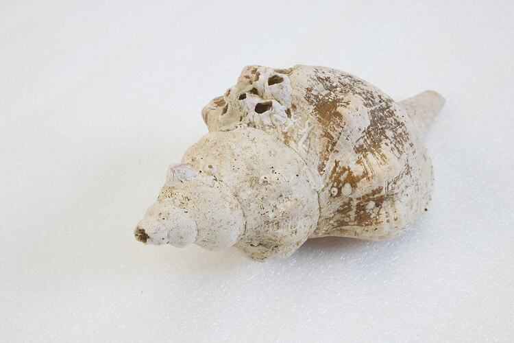 <em>Penion maximus</em>, giant whelk. [J 73847.1]