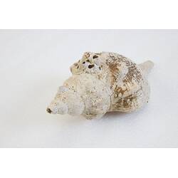 <em>Penion maximus</em>, giant whelk. [J 73847.1]