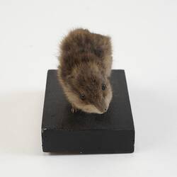 <em>Lemmus sibiricus</em>, Siberian Brown Lemming. [C 30116]