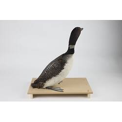 <em>Gavia immer</em>, Common Loon. [146]