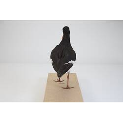 <em>Haematopus longirostris</em>, Pied Oystercatcher. [B 32992]