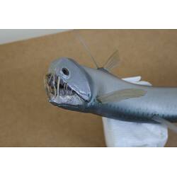 <em>Chauliodus sloani</em>, Sloane's Viperfish, model. [A 19400]