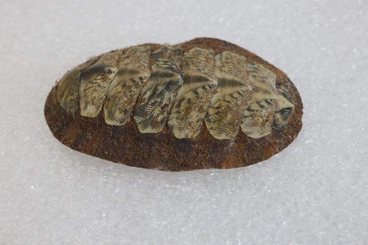 <em>Plaxiphora Plaxiphora albida</em>, chiton. [F 20183]