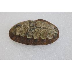 Our Wondrous Planet, Our Wild Family: Dry Specimen - Chiton, <em>Plaxiphora (Plaxiphora) albida</em> (Blainville, 1825)
