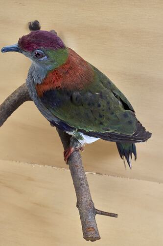 <em>Ptilinopus superbus superbus</em>, Superb Fruit-Dove. [30107]
