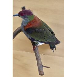 <em>Ptilinopus superbus superbus</em>, Superb Fruit-Dove. [30107]