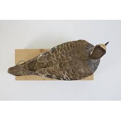 <em>Phaps chalcoptera</em>, Common Bronzewing. [B 32955]