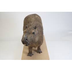 <em>Hydrochoeris hydrochaeris</em>, Greater Capybara. [C 30646]