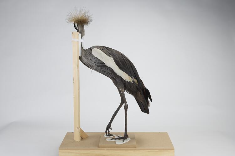 <em>Balearica regulorum regulorum</em>, Grey Crowned Crane. [55990]