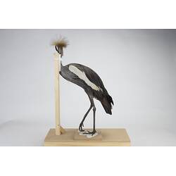 <em>Balearica regulorum regulorum</em>, Grey Crowned Crane. [55990]