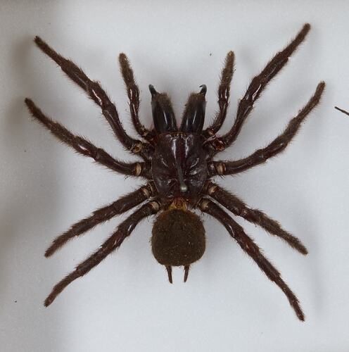 Family Atracidae, Funnel-web Spider. [K 16342]