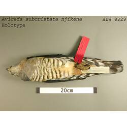 Dry bird skin specimen with labels.