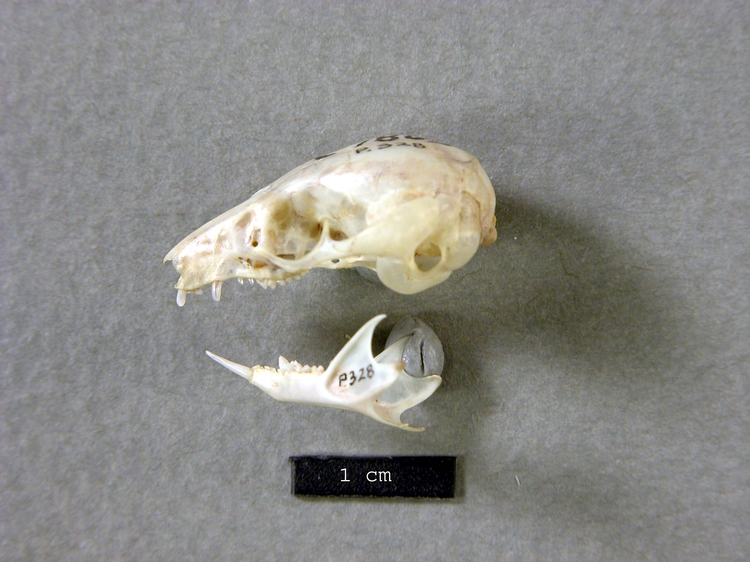 Cercartetus concinnus minor Wakefield, 1963