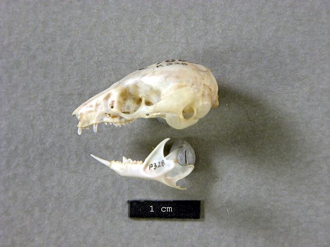 Lateral view of possum skull.